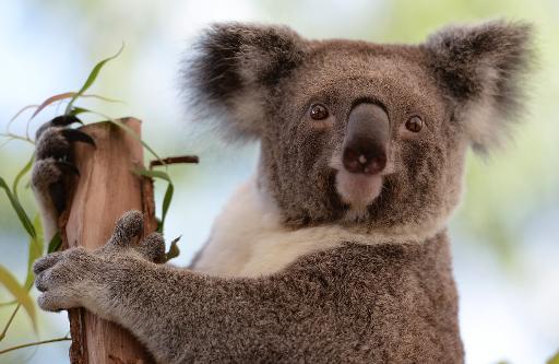 Koala shows it's cool to be a tree hugger