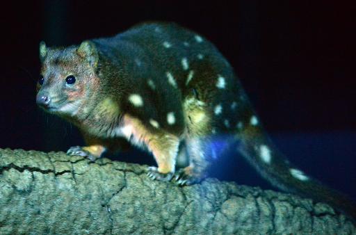 Small Australian marsupials in sudden decline