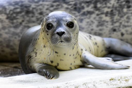 Tags on fish may act as 'dinner bell' for seals