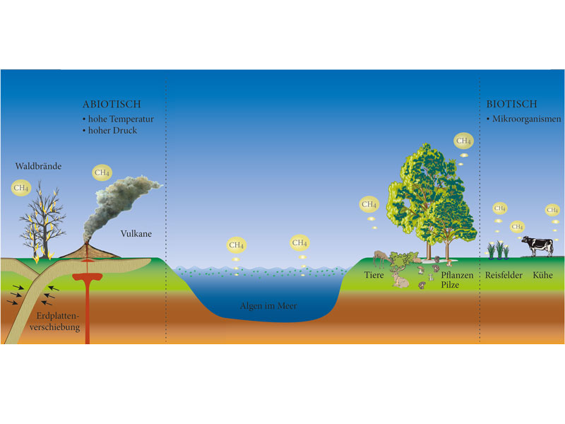 At The Methane Source Of Plants Plants Produce Greenhouse Gas From The Amino Acid Methionine