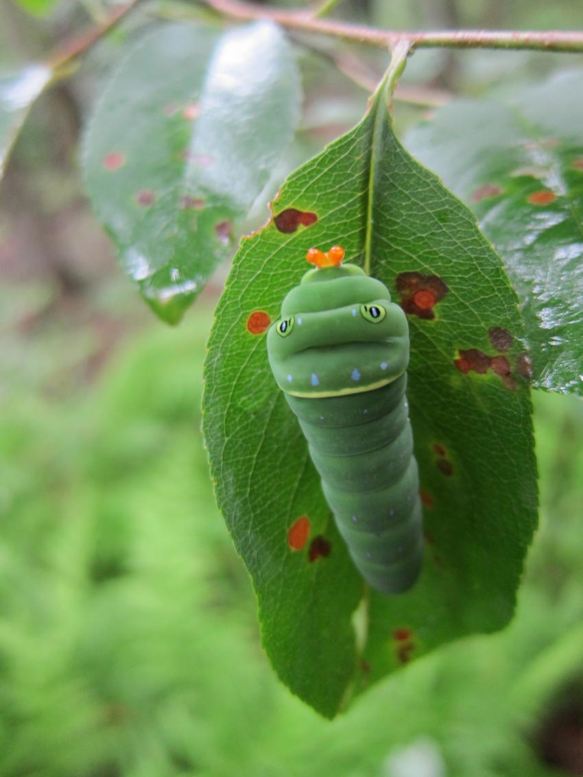 Caterpillars that eat multiple plant species are more susceptible to hungry  birds