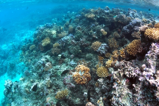 Study evaluates reef corals' ability to persist over various time scales