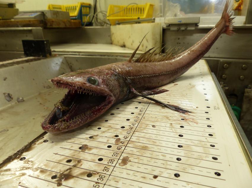 Deep sea fish remove one million tonnes of CO2 every year from UK