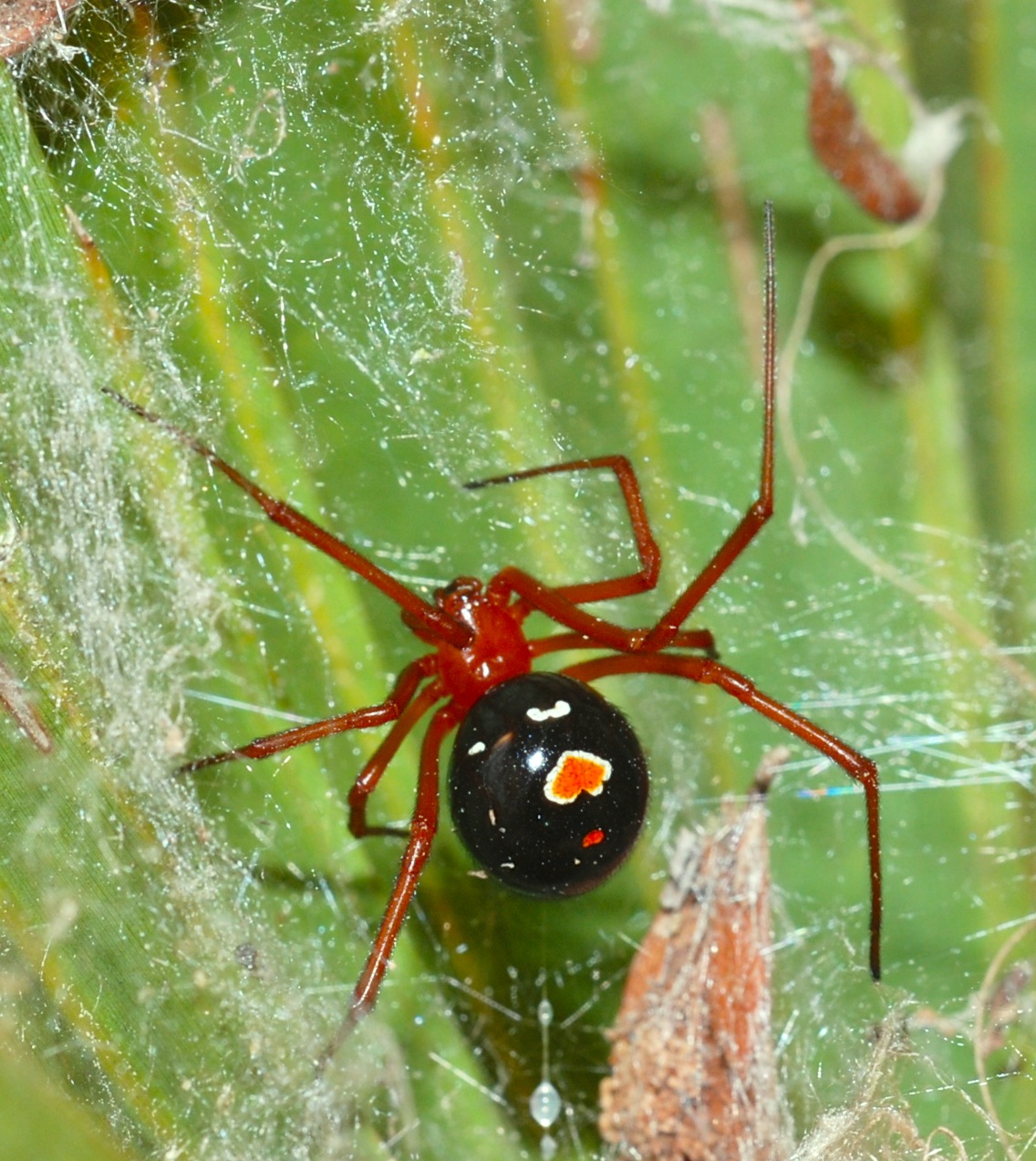 Ядовитая вдова. Австралийский красноспинный паук. Сумчатый паук Cheiracanthium punctorium. Мышиный паук Missulena. Latrodectus bishopi.