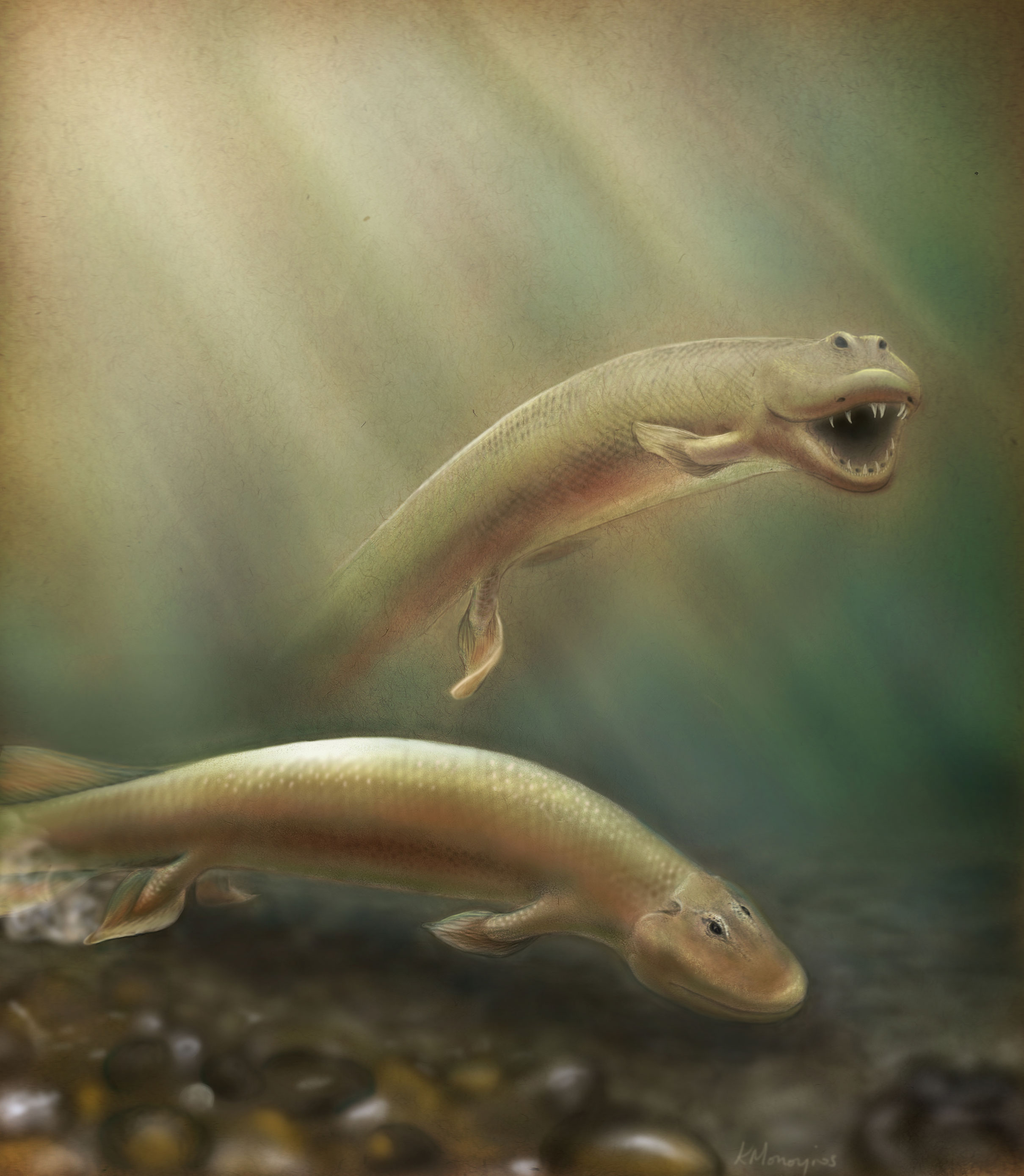 Первые позвоночные животные на суше. Девонский период тиктаалик. Древняя рыба тиктаалик. Тиктаалик Эволюция. Тиктаалик рыба Эволюция.
