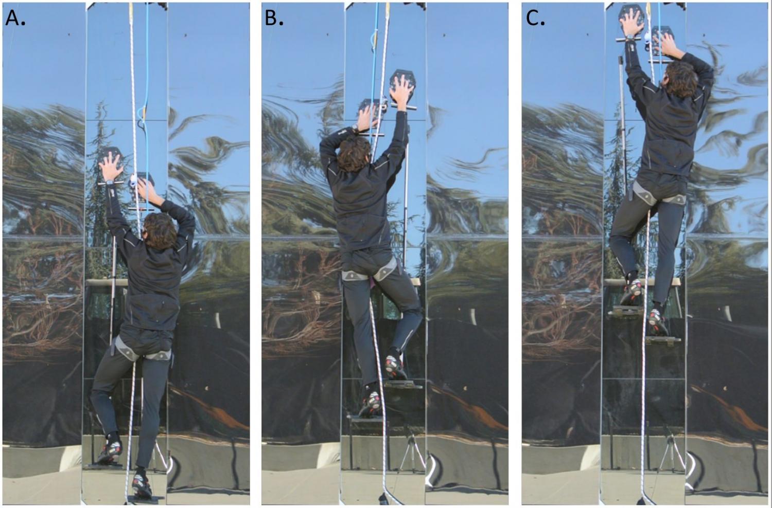 Gecko inspired pads allow researchers to climb glass wall