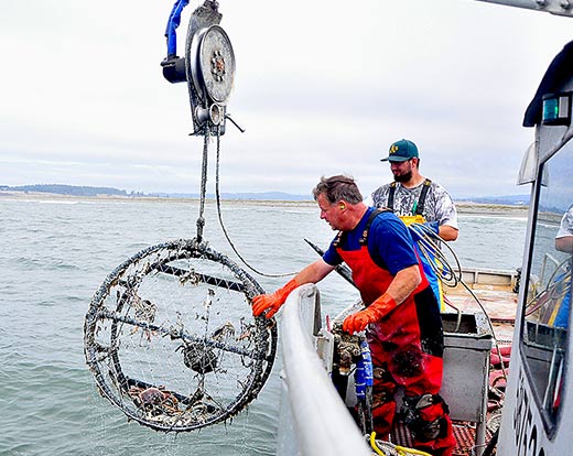 Fishermen clean ocean of lost crabbing gear