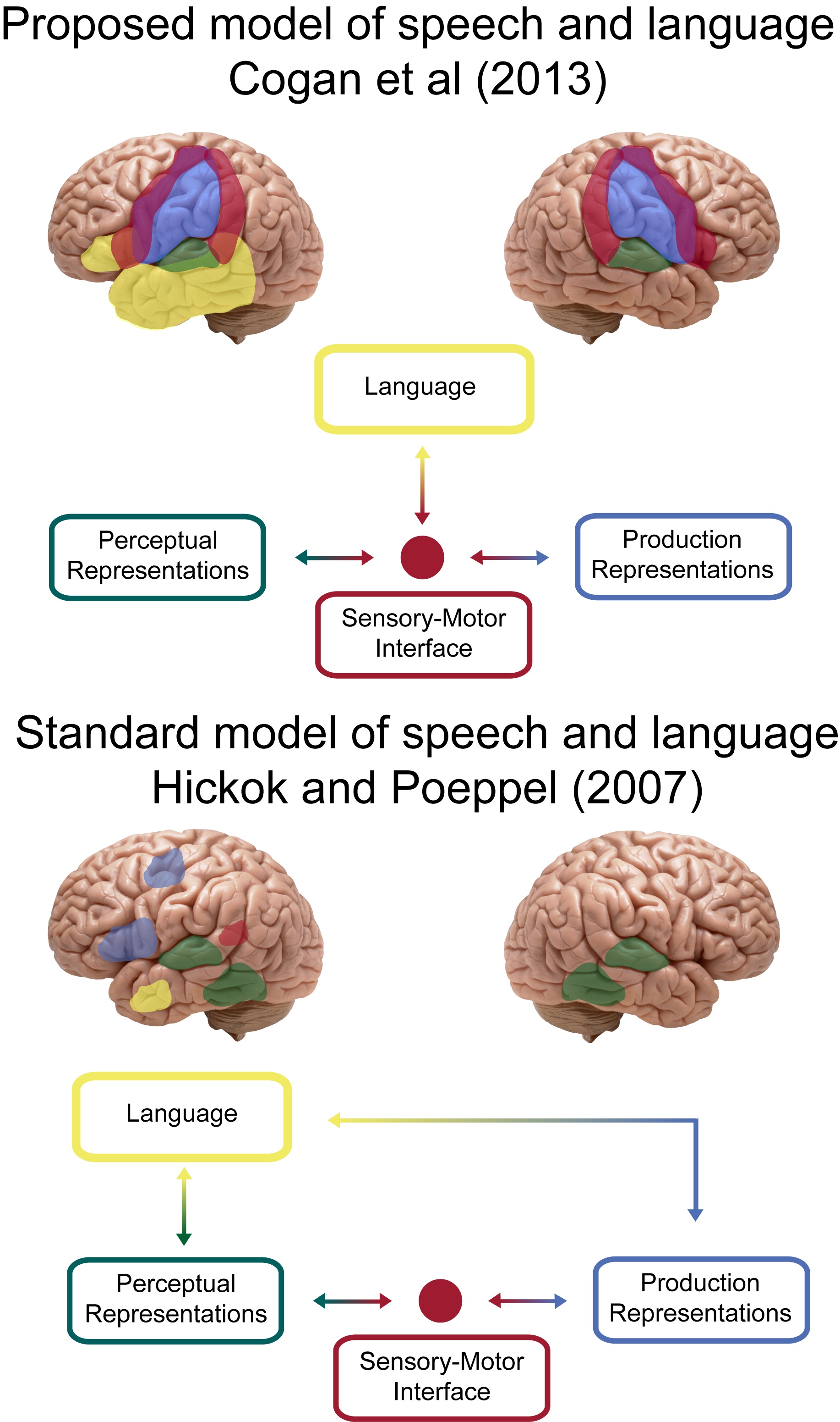 Brain processing. Мозг и речь. Мозг когда разговариваешь на английском. Speech and language Disorders classification. Speech processing.