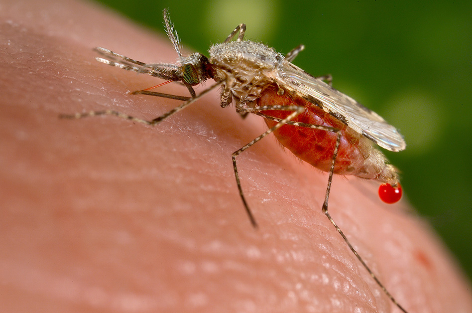 Scientists Identify Immune Cells Linked to Malaria-Induced Anaemia Through Autoantibody Production