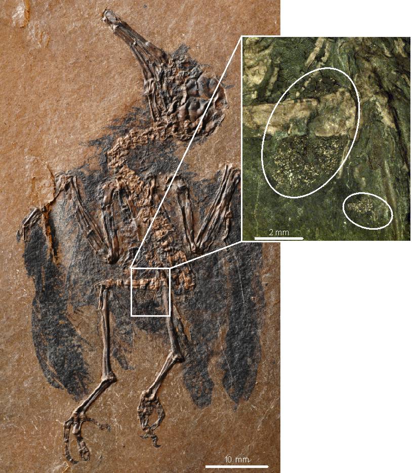 Found: 120-Million-Year-Old Colony of Fossilized Flying Reptiles, Plus  Their Eggs, Science