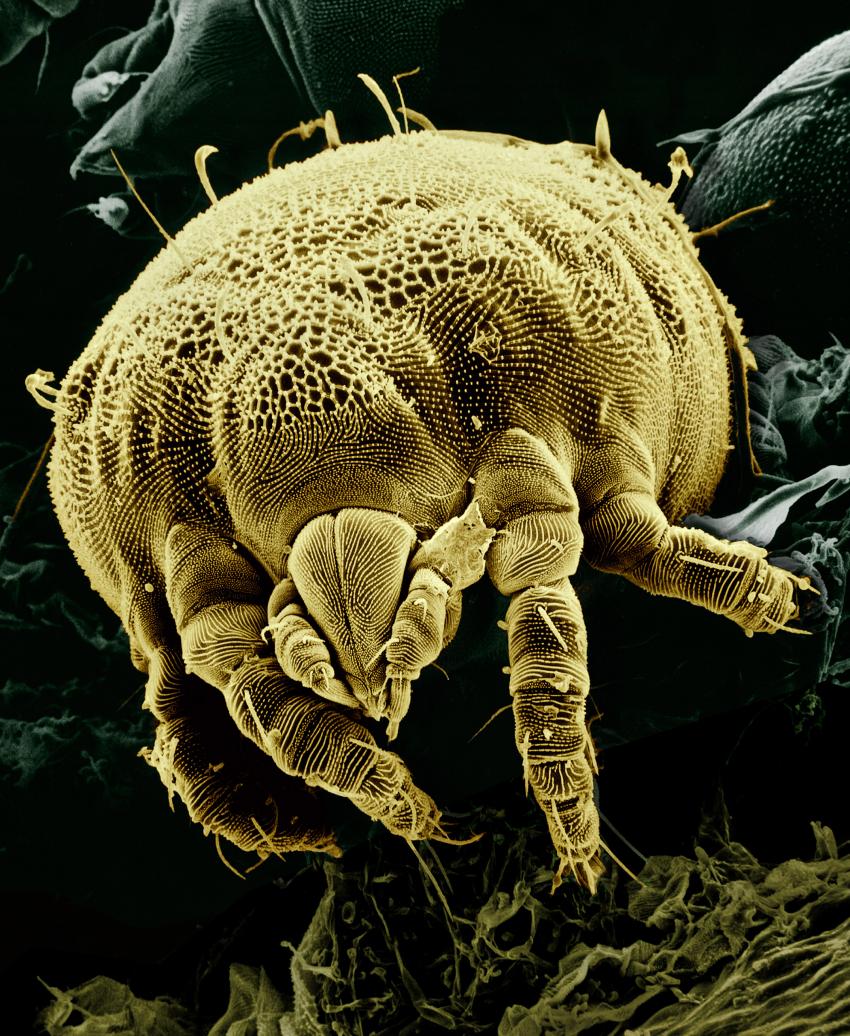 Mite sets new record as world's fastest land animal