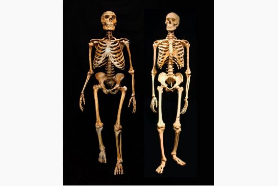 Inbred Neanderthals Left Humans A Genetic Burden