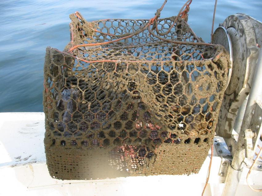 NOAA's Marine Debris Program reports on the national issue of derelict fishing  traps
