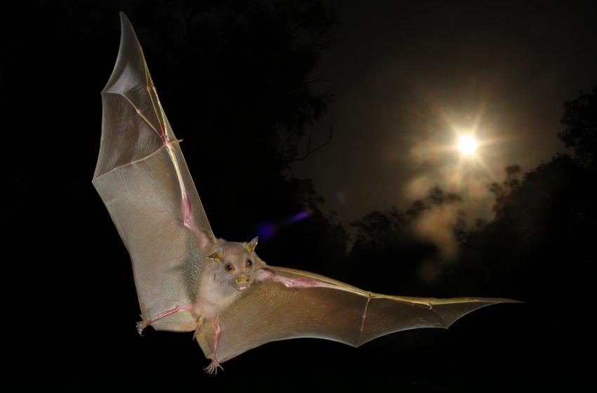 Image result for bat in night