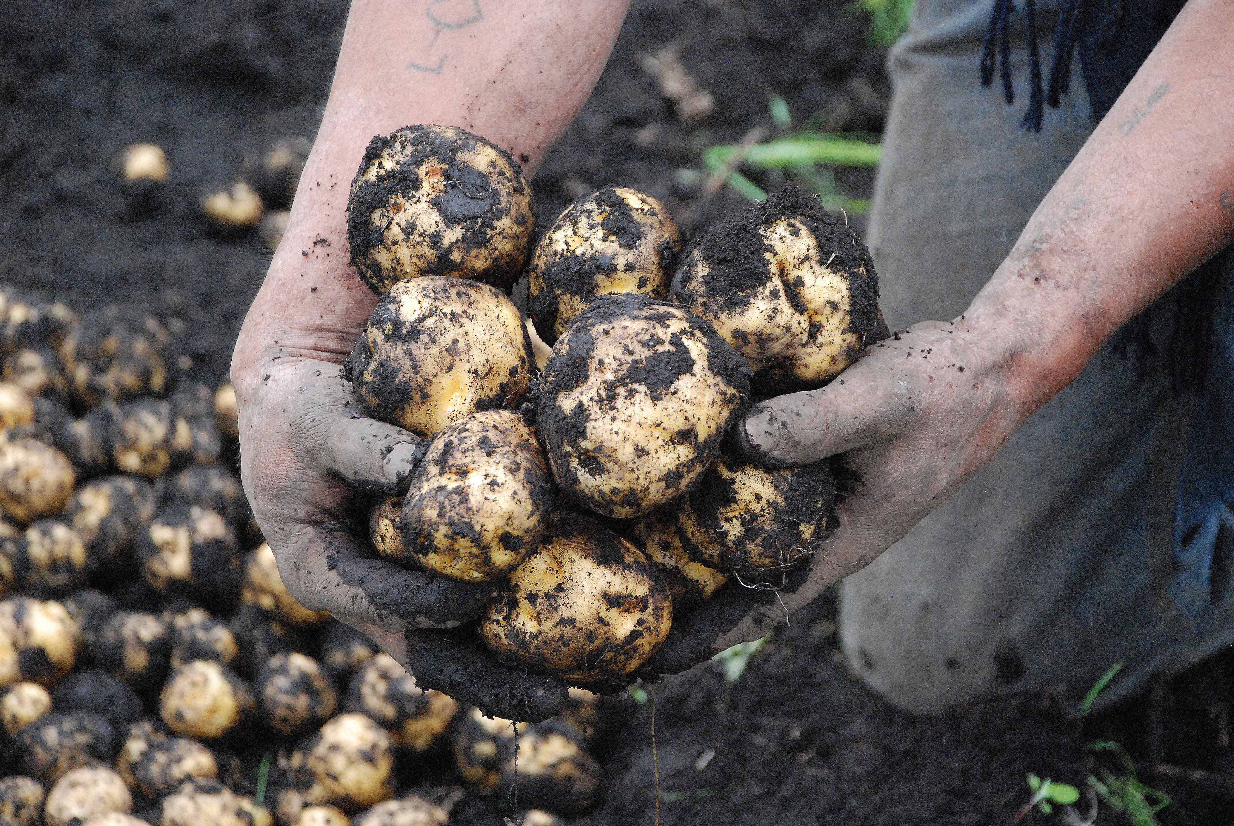 Посадки картофеля нематода