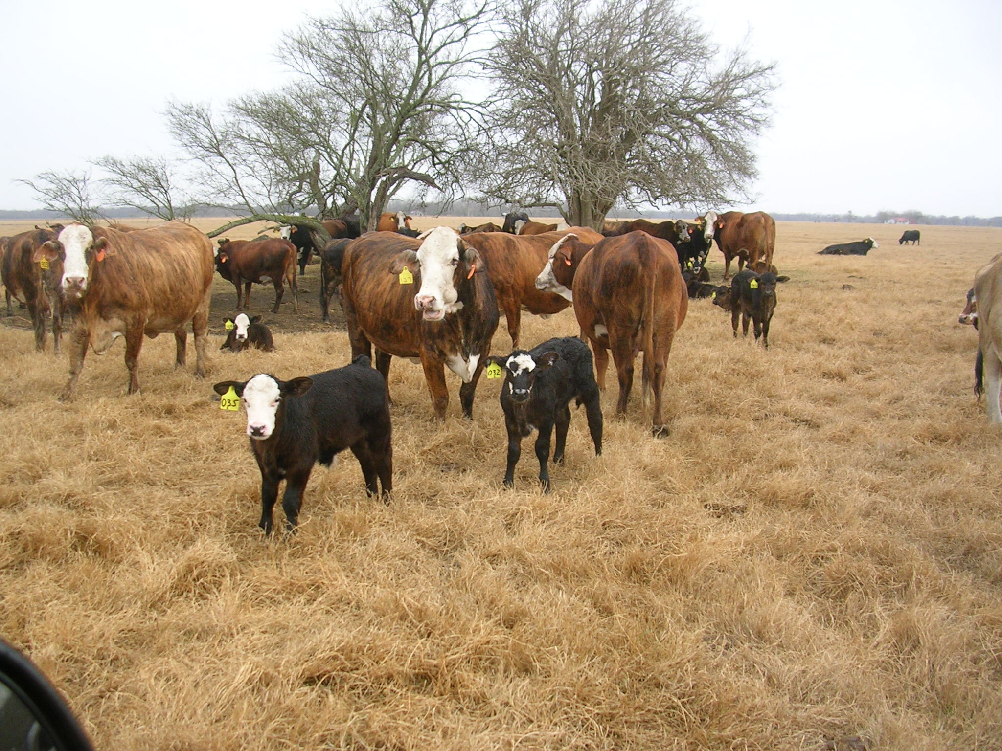 brahman cattle in texas