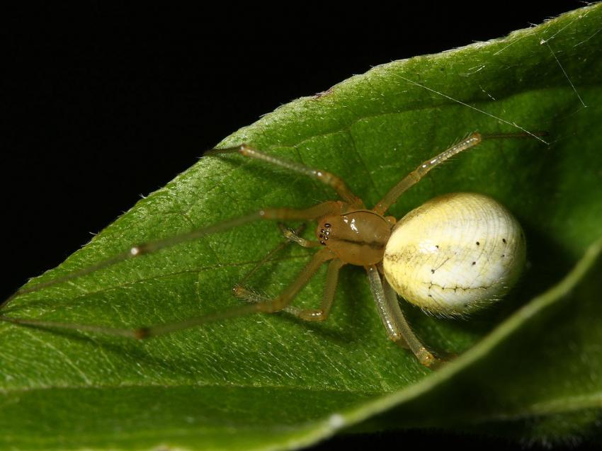 Human fear of spiders draws scientific focus
