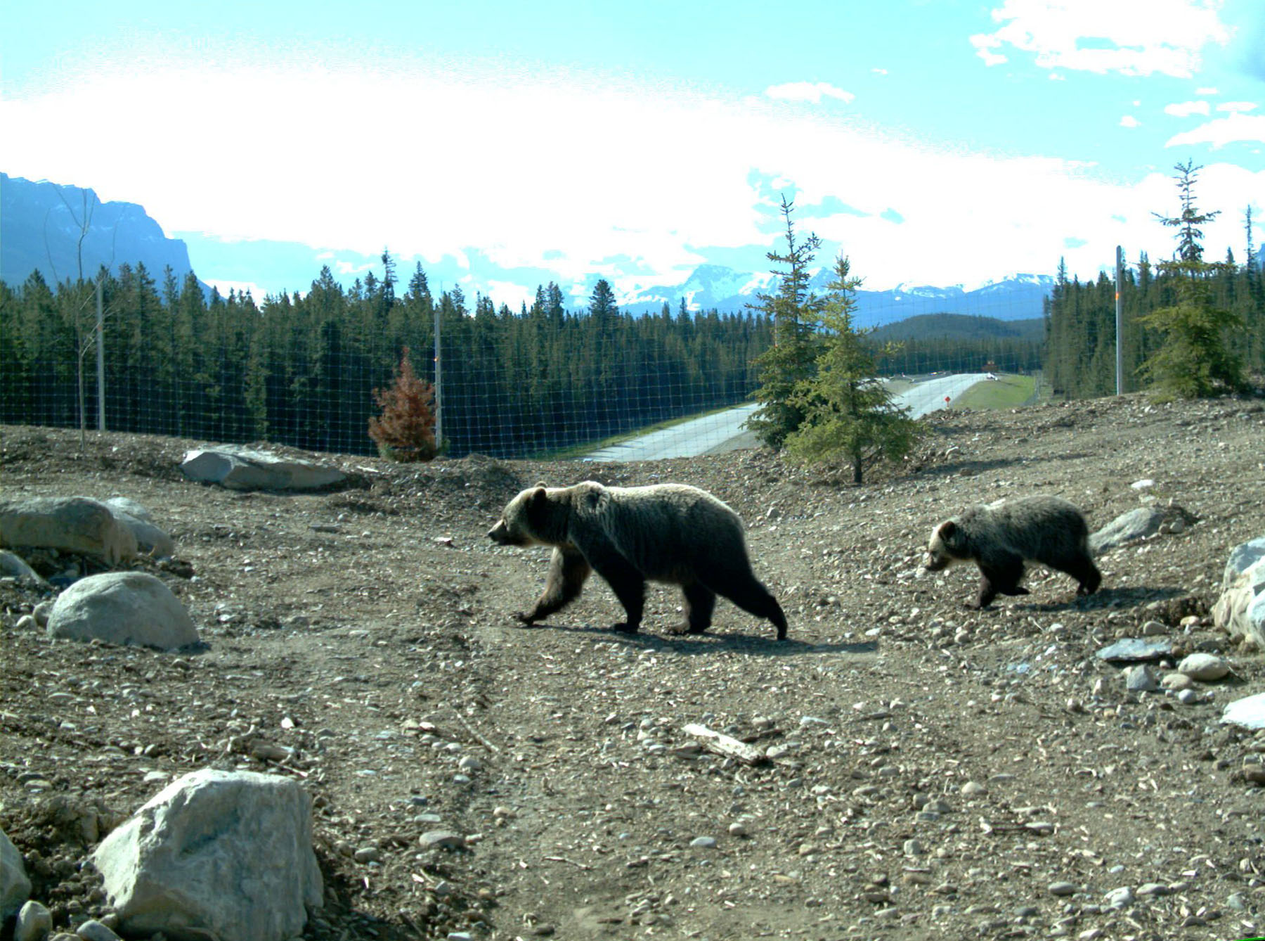 Wildlife in Banff National Park