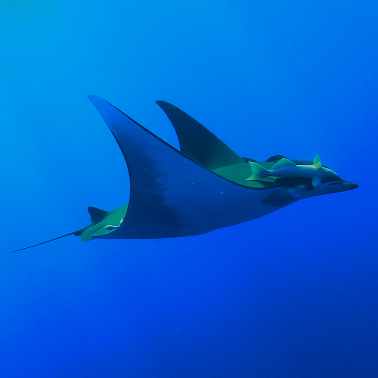 Tags reveal Chilean devil rays are among ocean's deepest divers