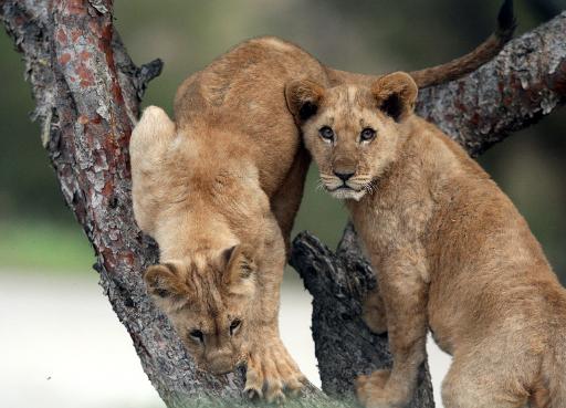African lion deserves 'endangered species' protection