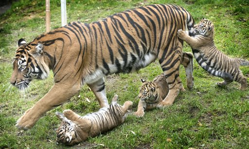 Syracuse zoo's tiger triplets ready for public debut