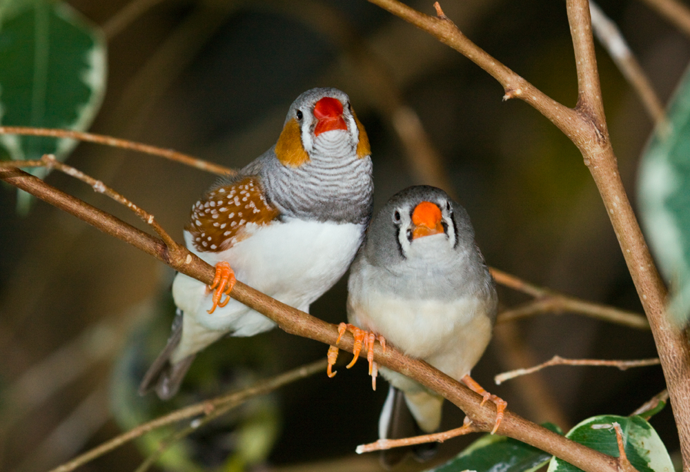 Birds found able to learn abstract grammatical structures