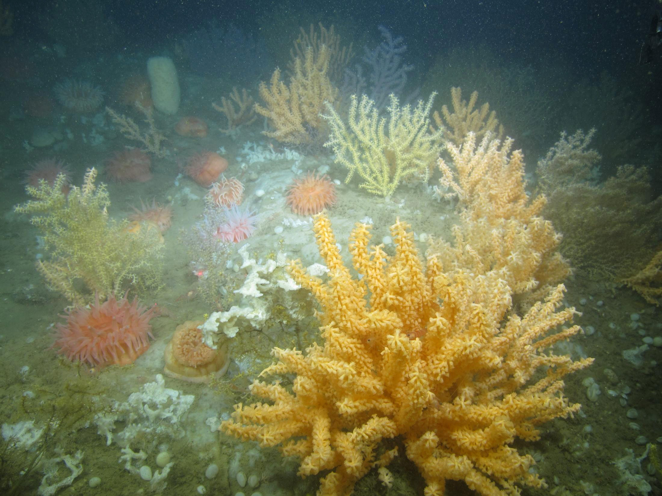A coral garden (Photo: Peter Auster, phys.org)