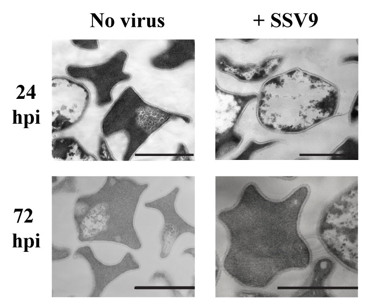 Virus 9. Sulfolobus размножения. Viral paper.