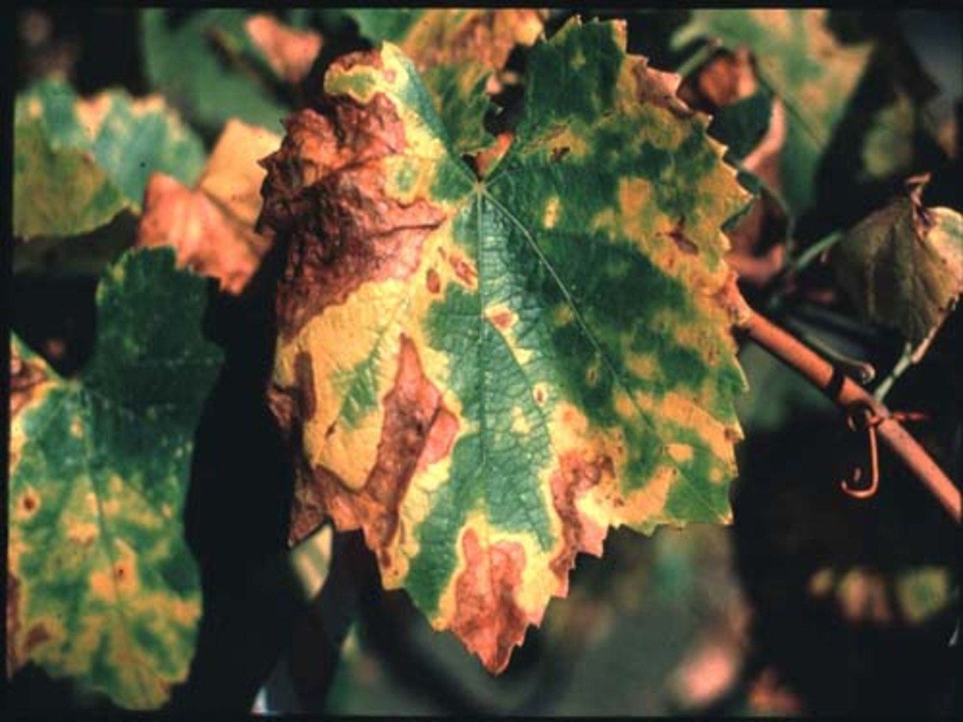болезни винограда фотографии