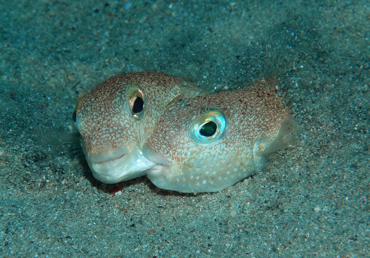 Scientists uncover the genes that give pufferfish their protective spikes •
