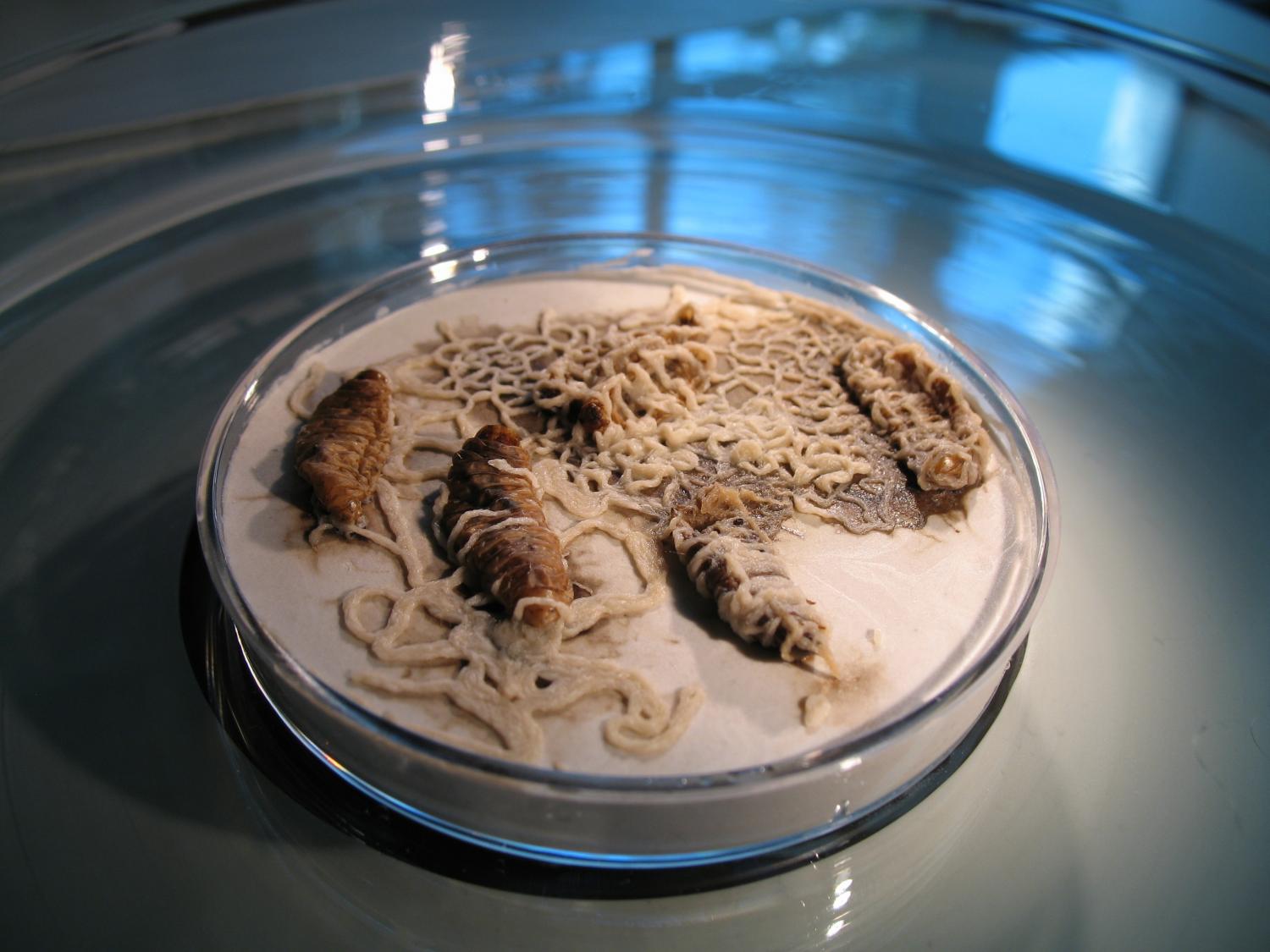 nematode worms