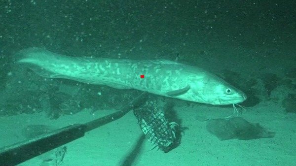 Baited video cameras help detect deep sea fish