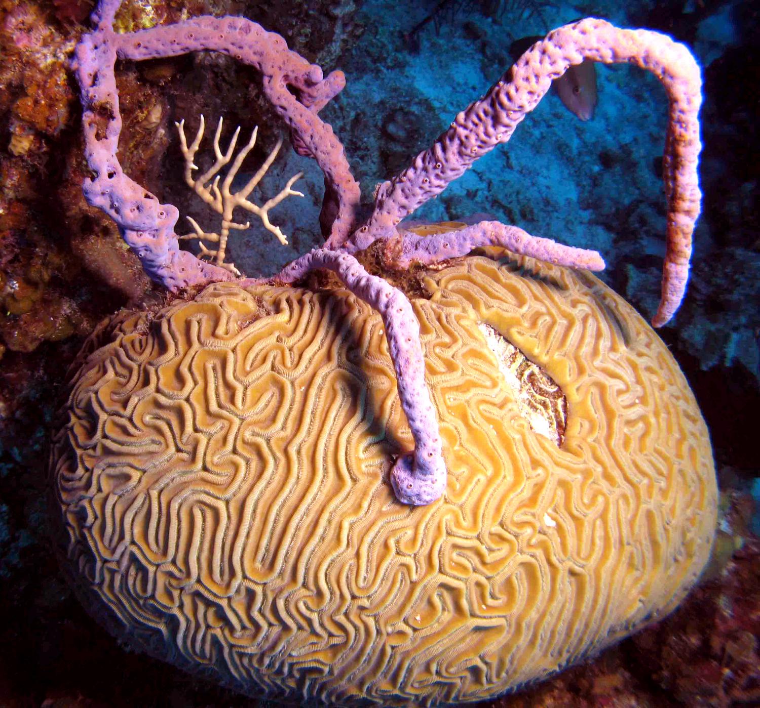 Overfishing of Caribbean coral reefs favors coral-killing sponges- All  Images