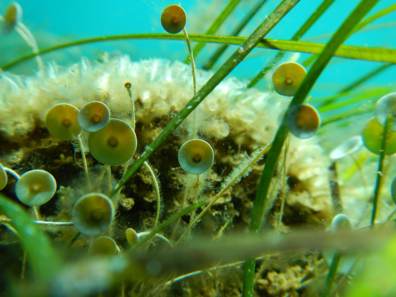 Ocean acidification weighing heavily upon marine algae