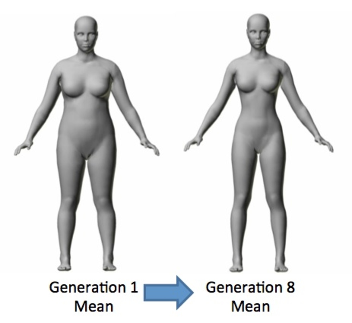 Body A and C are the ideal female bodies set by the female and male