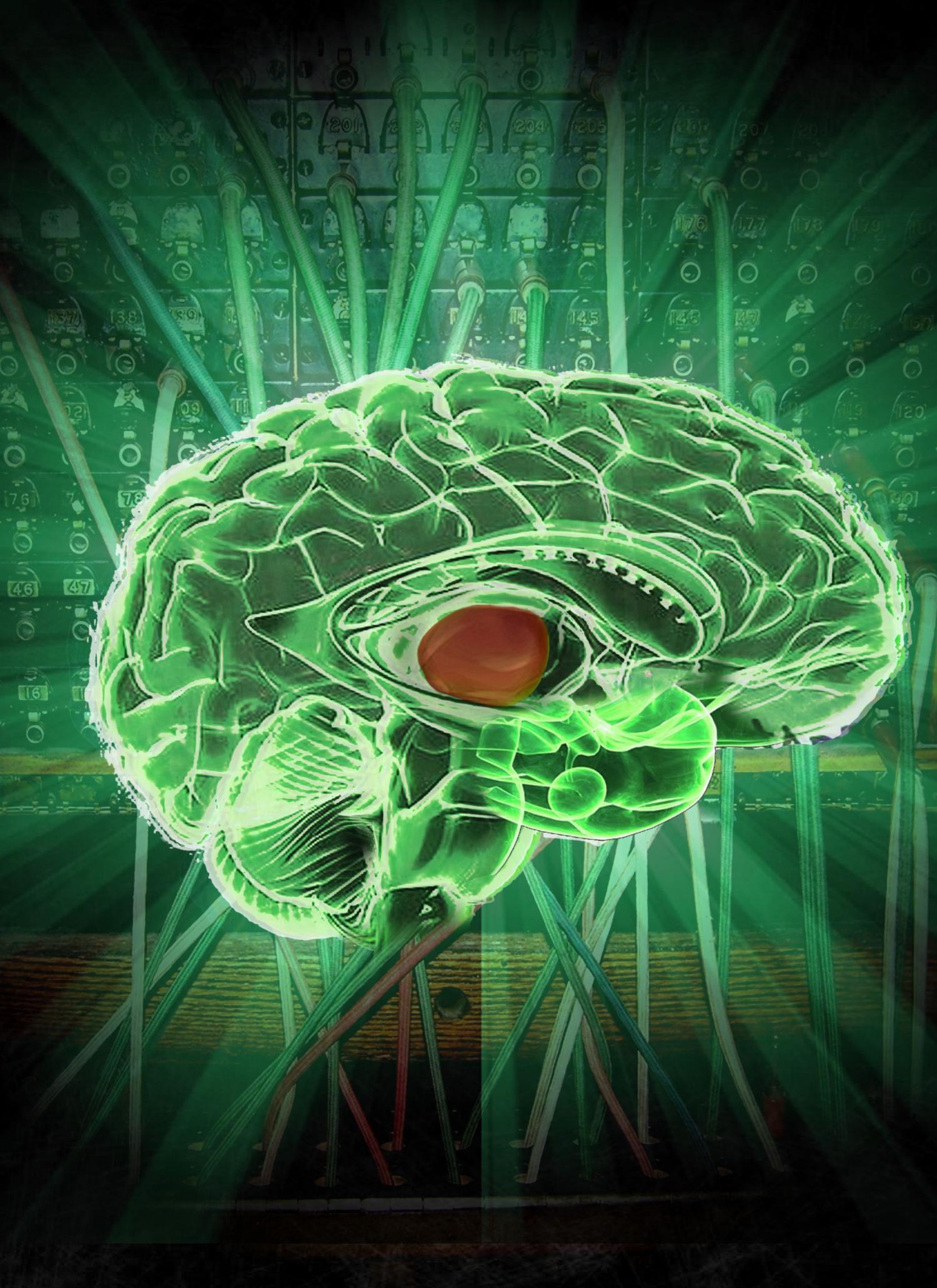 Brain 189. Нейробиология мозга. Мозг нейронауки. Нейробиология тревоги. Нейробиология мозга строение.