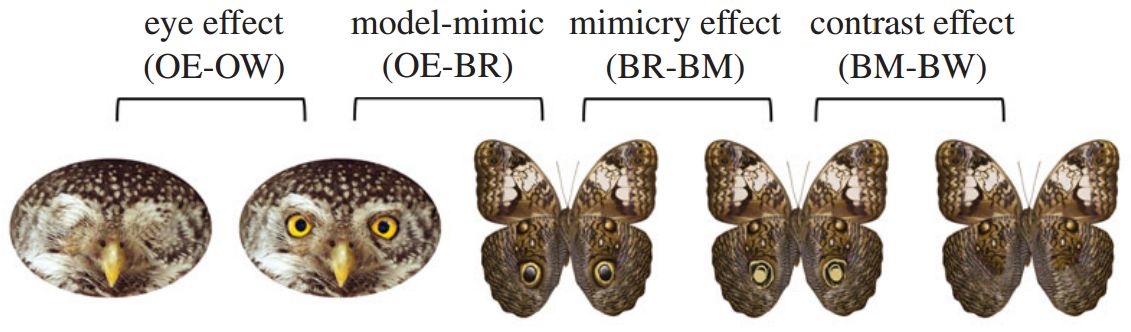 Study suggests fake eyes on butterfly wings mimic eyes of predators