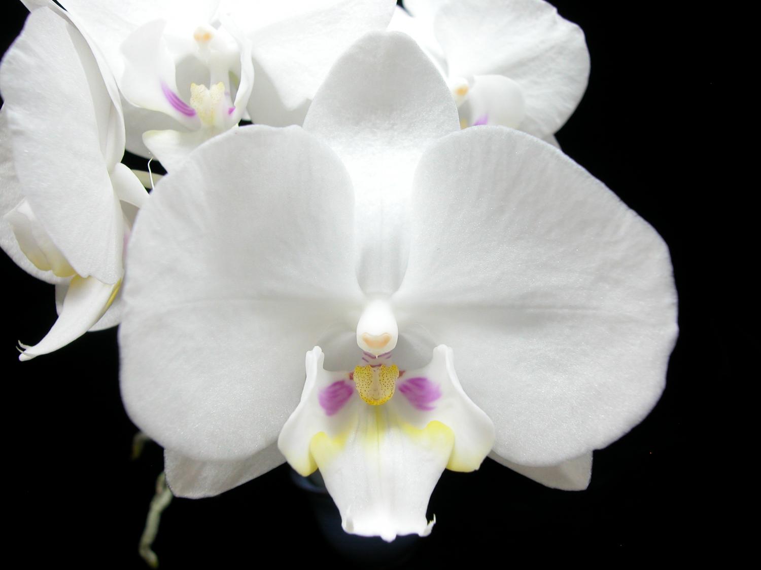 Орхидея эволютион