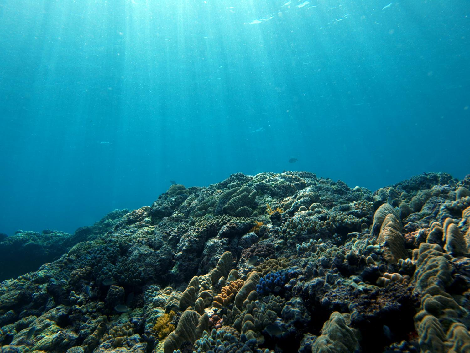 Warmer Lower Oxygen Oceans Will Shift Marine Habitats