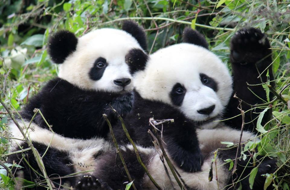 960px x 628px - Free choice of mate may boost pandas' sex drive, study says