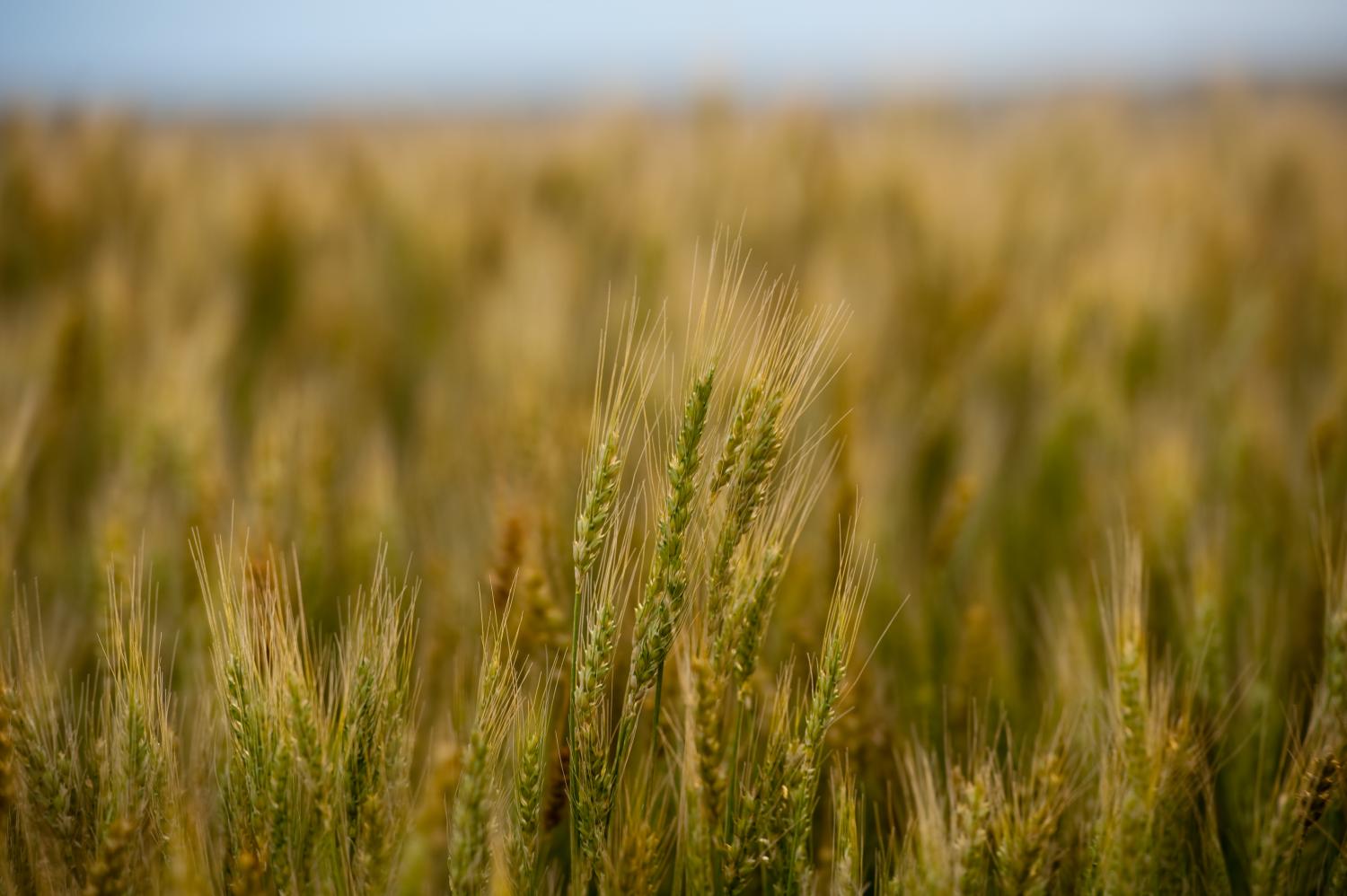 Study provides insights into the mechanisms of fine-tuning of wheat to ...