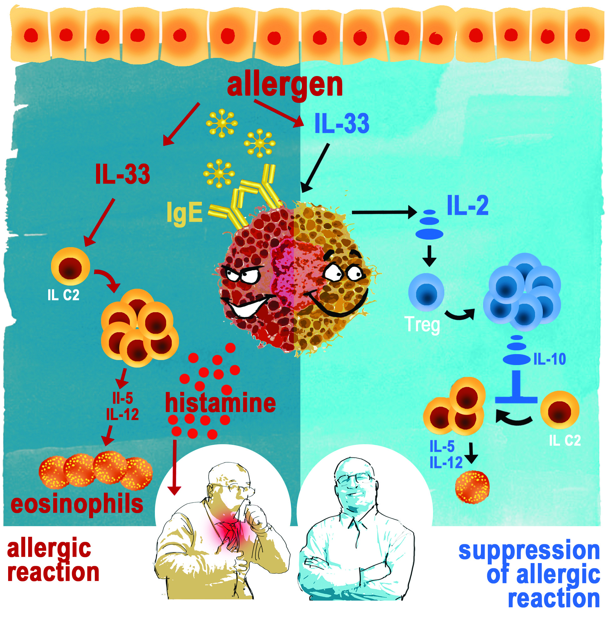 allergic reaction mechanism