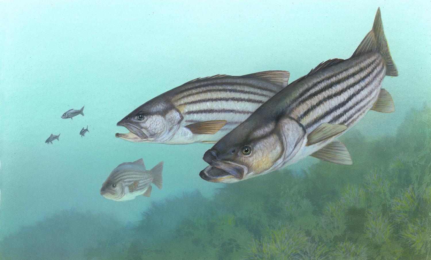 Revelations of genetic diversity of bass species can enhance conservation