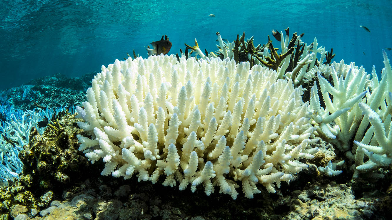 Climate engineering may save coral reefs, research shows