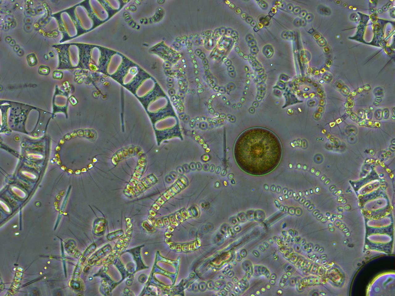 Фитопланктон образован. Фитопланктон диатомовые. Фитопланктон диатомовые водоросли. Одноклеточные планктонные водоросли. Фитопланктон нанопланктон зоопланктон.