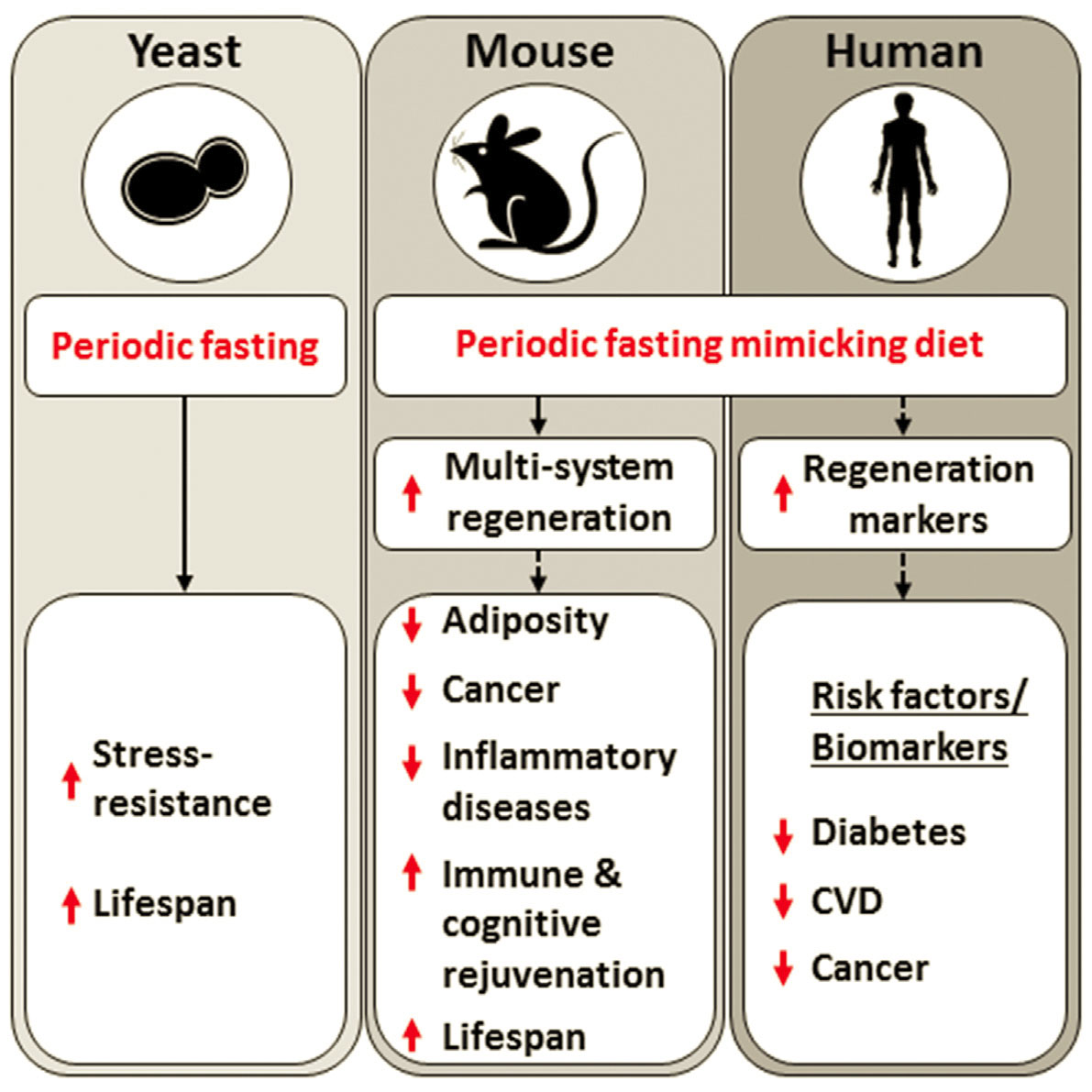 Fasting mimicking Diet. Biomarkers of Human Aging. Fast mimicking Diet. Mimicking. Resist and disorder