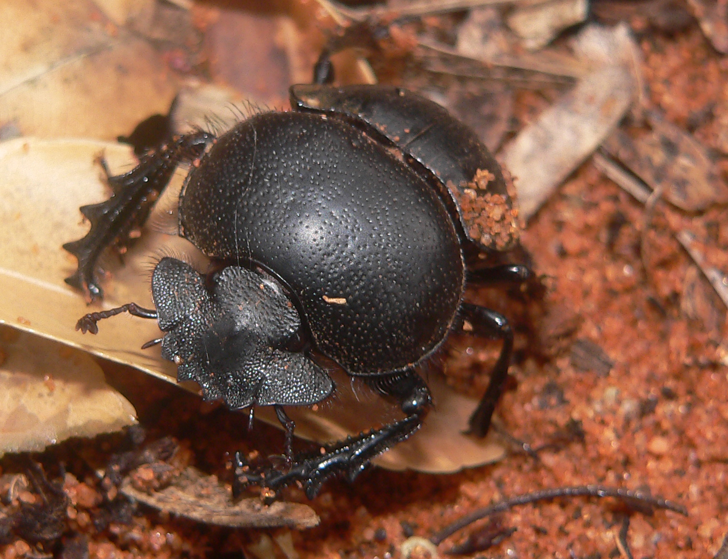 How the humble dung beetle engineers better ecosystems in Australia