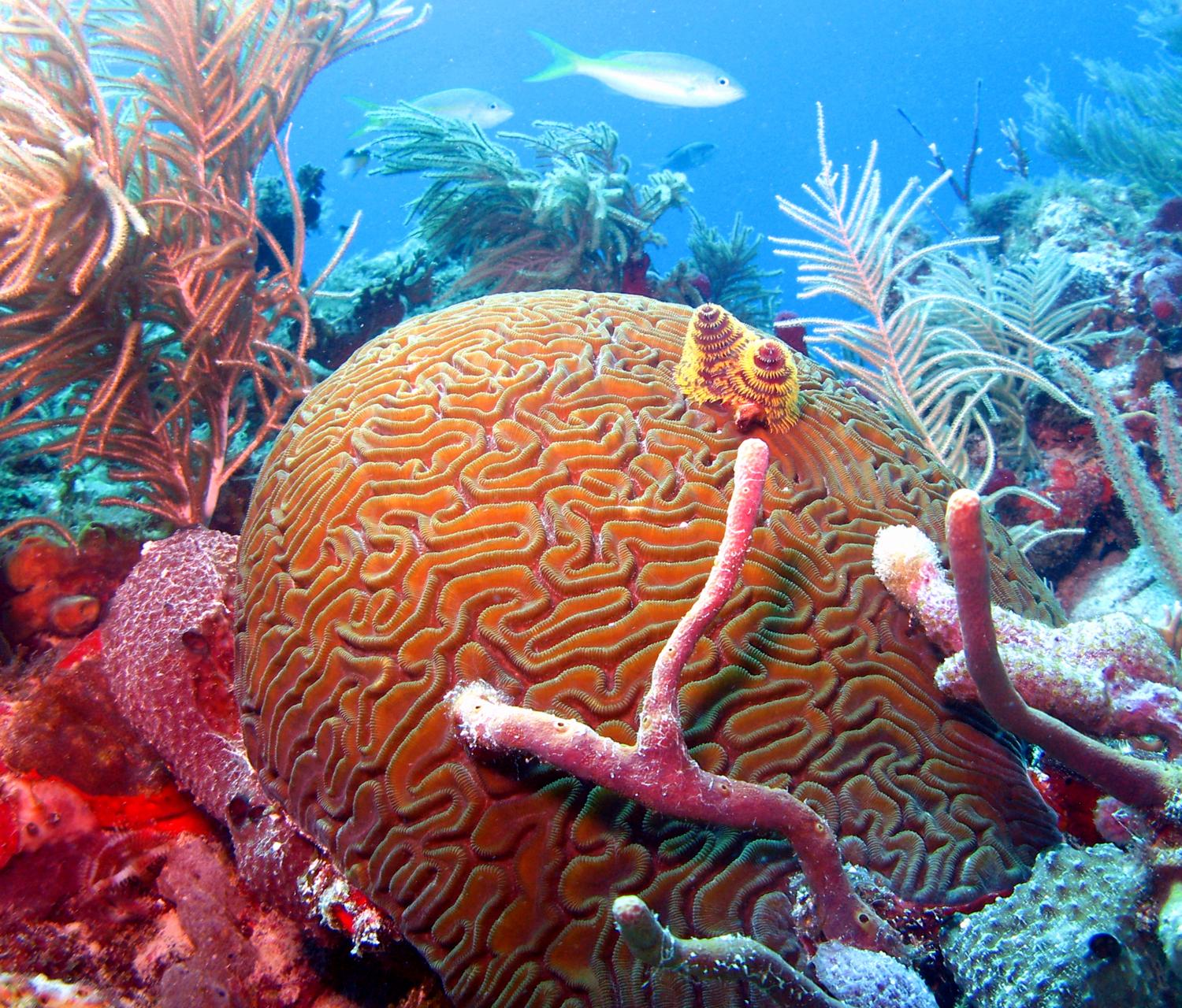 Коралловые обитатели. Морские губки на большом барьерном рифе. Глубоководные склерактиниевые кораллы. Морская губка коралловый риф. Великий Барьерный риф Австралия моллюски.