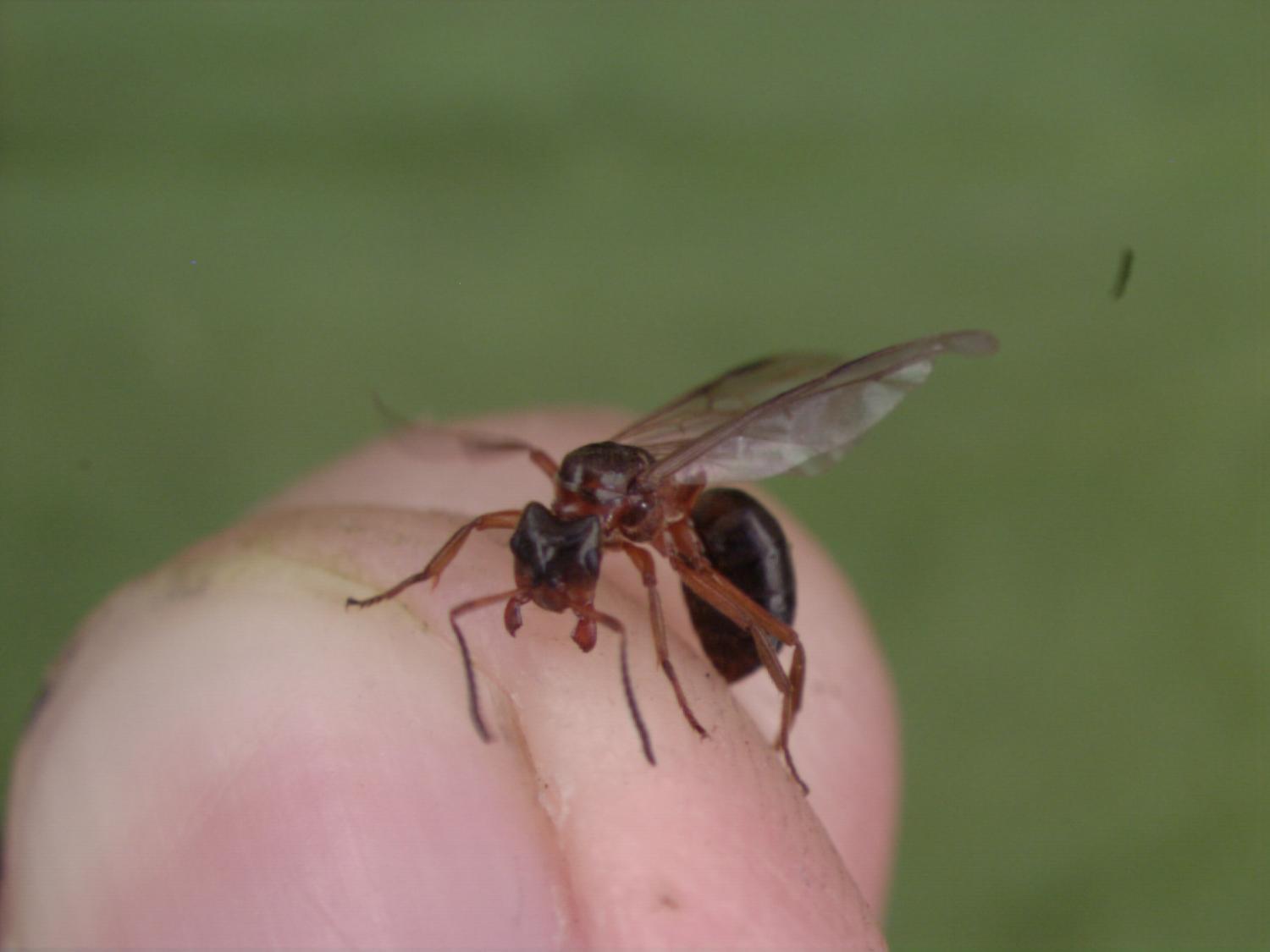 Летающие муравьи кусаются