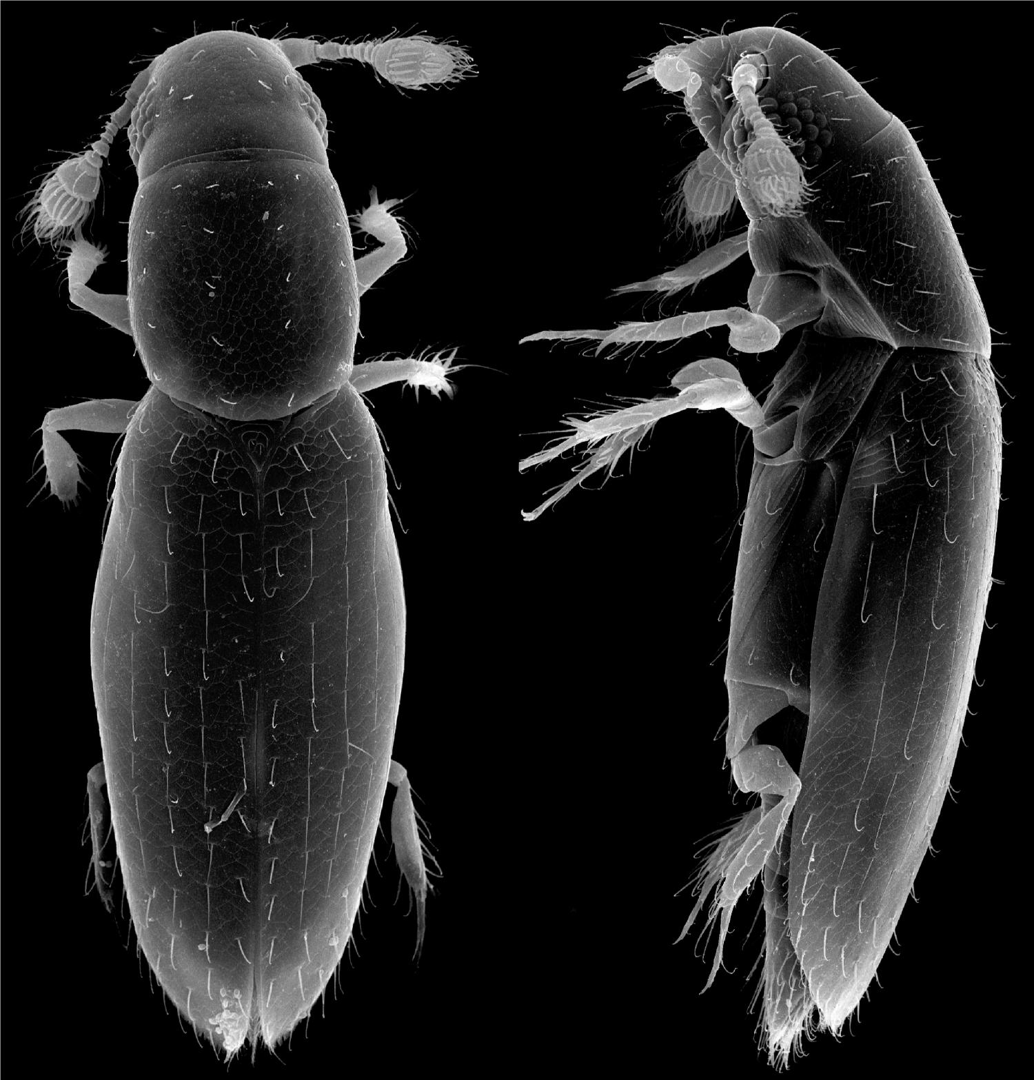How small is the smallest? New record of the tiniest free-living insect  provides precision